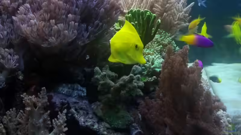 Standzeit 15 Monate ! meine Xenia muss ich minimieren ? von urbi (28)