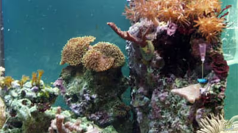 Standzeit 4 Wochen von Ilonka Rohacek (3)