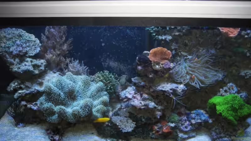 Standzeit seit Juni 2009