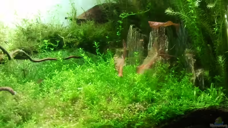 stark zurückgeschnittenes Perlkraut, im Hintergrund noch die Tigerlotus von devilchen11 (4)