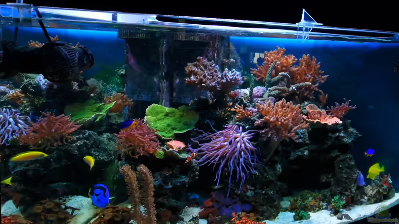 Start: 27.08.2008   Bild: 15.06.2011 von Dirk Schäfer (1)