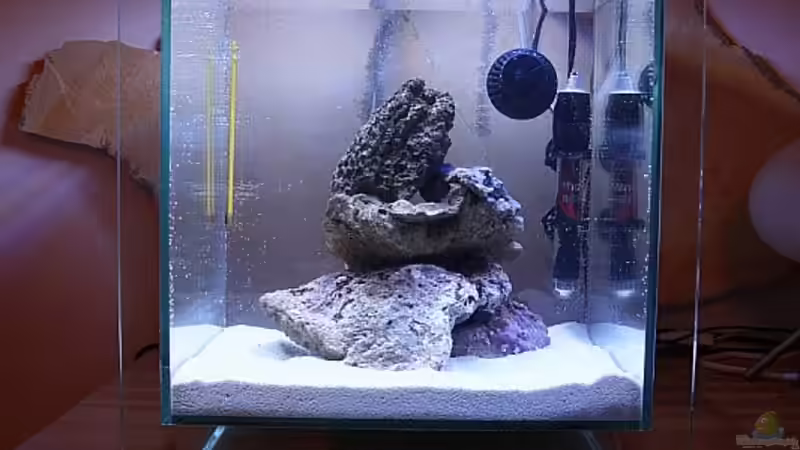 Start 13.2.2010_4 von starhopper (6)