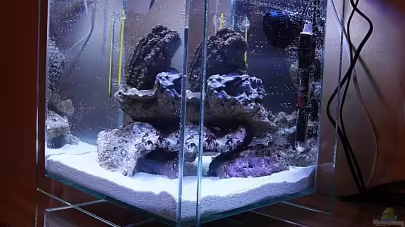 Start 13.2.2010_5 von starhopper (7)