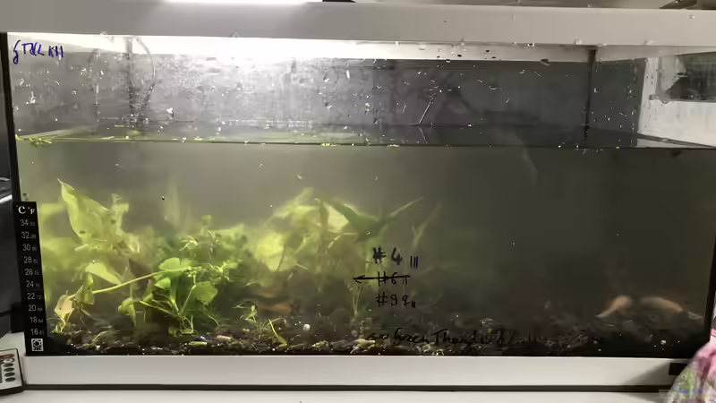 Start des Bepflanzens von Günnis Medaka Refugium (4)