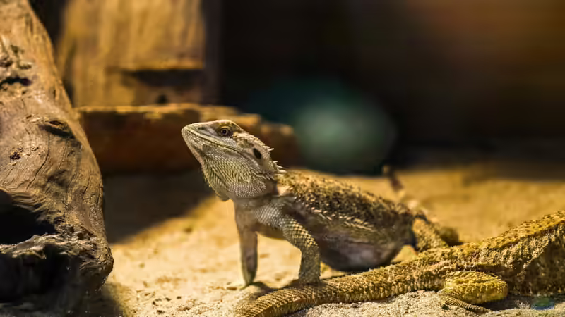 Start in die Reptilienhaltung: So gelingt er mit Bartagamen
