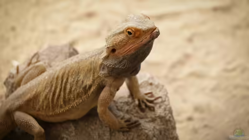 Start in die Reptilienhaltung: So gelingt er mit Bartagamen