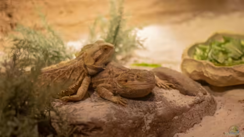 Start in die Reptilienhaltung: So gelingt er mit Bartagamen