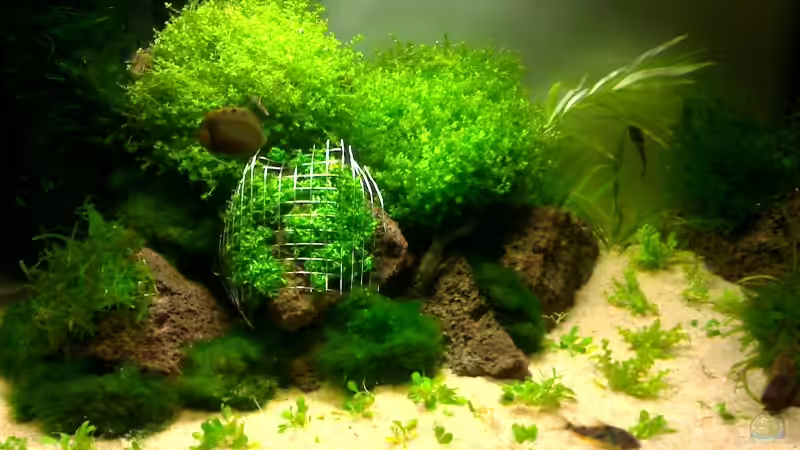 Start von neuem Becken von Marc Joist (6)