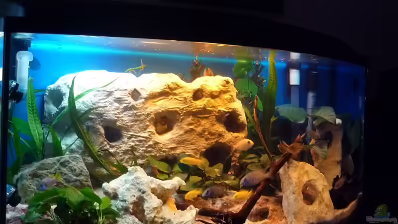 Starterbecken für junge Malawis von Couro (1)