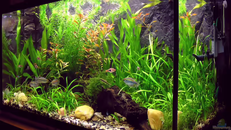 Statiker und Aquarium: Je größer das Aquarium, desto sinnvoller