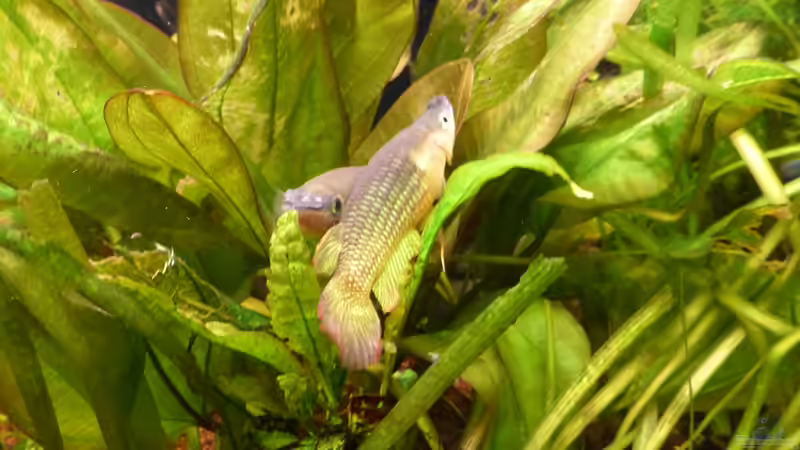 Status Quo nach einer halben Stunde von Blackwater (30)