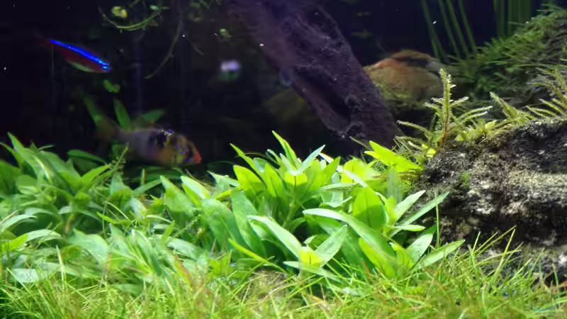 Staurogyne 30.01.17  von Der Nicky (32)