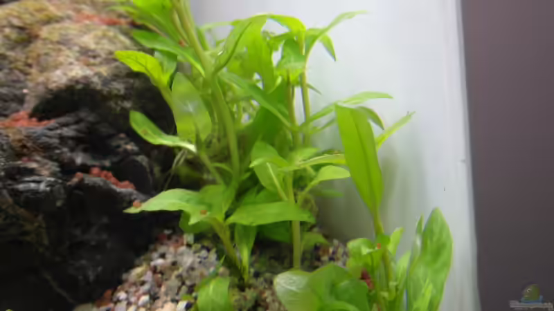 Staurogyne Porto Velho (Tag 1) von Intershrimpview (19)