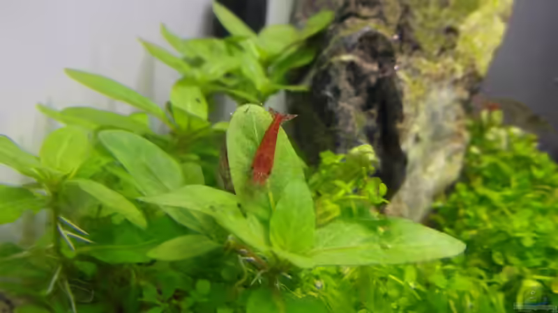 Staurogyne Porto Velho TAG 12 von Intershrimpview (23)