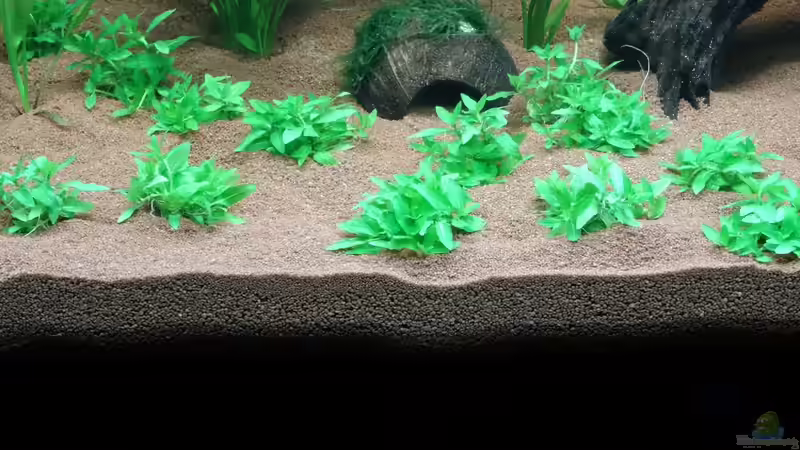 Staurogyne rebens von coachdriver_uwe (38)