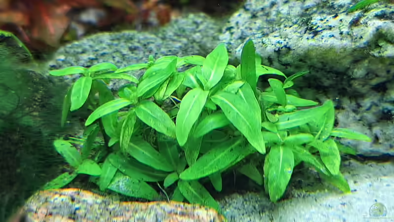 Staurogyne repens - Kriechende Staurogyne von Piscis (16)