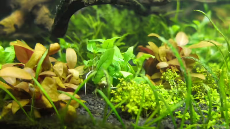 Staurogyne repens im Aquarium (Einrichtungsbeispiele mit Kriechende Staurogyne)