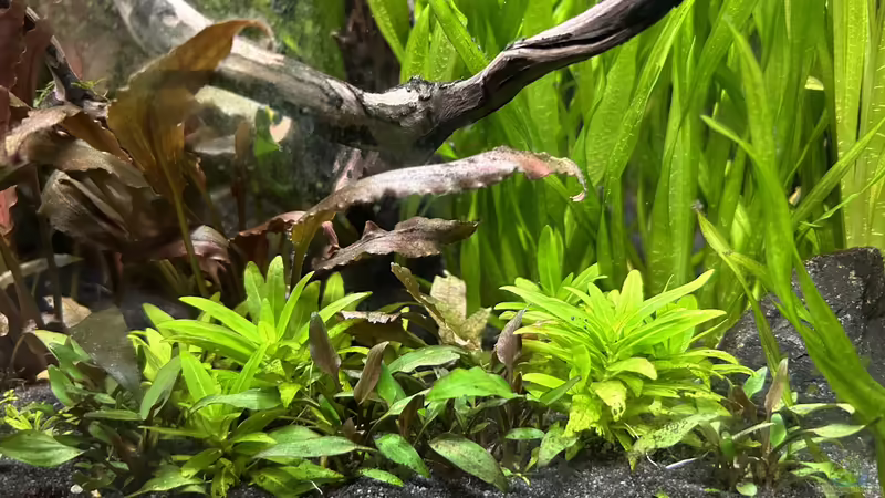 Staurogyne repens und Cryptocoryne lutea von Thilo (18)