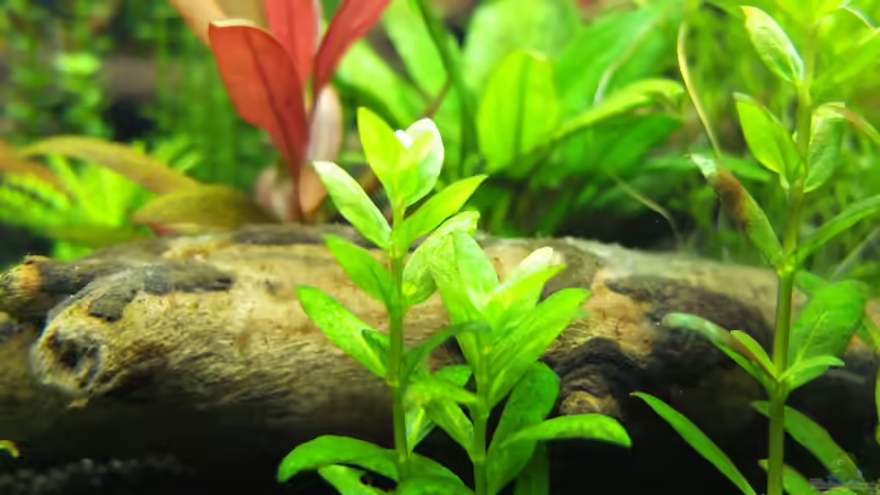 Staurogyne repens von axolotl (26)