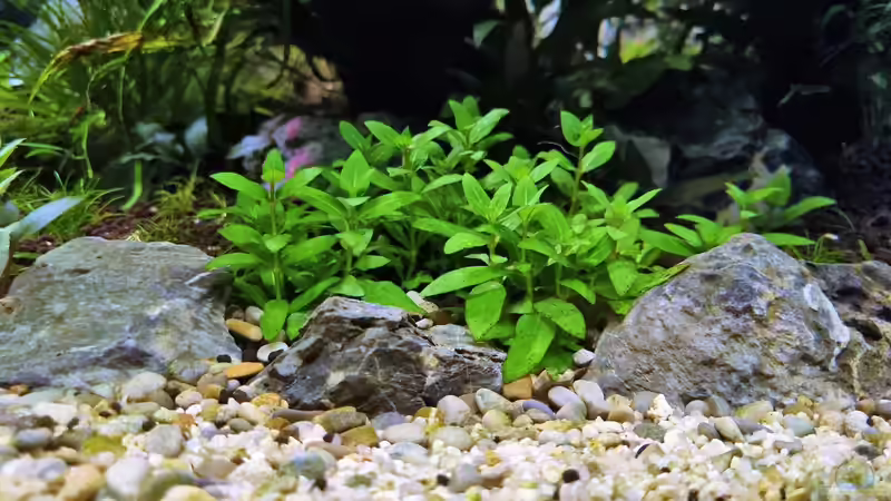 Staurogyne repens von Comander (13)