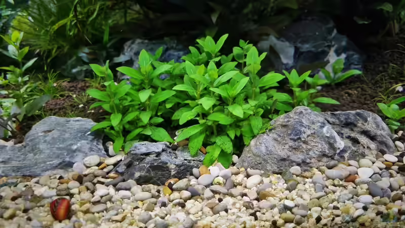 Staurogyne repens von Comander (19)