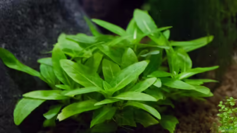 Staurogyne repens von GoreSlayer (15)