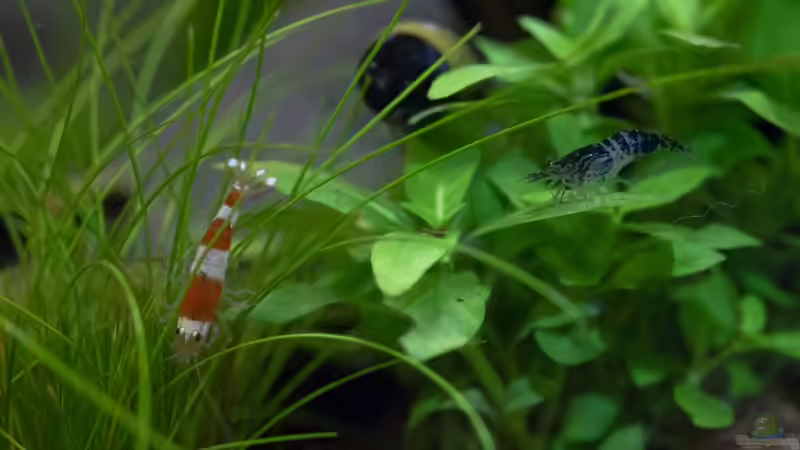 Staurogyne repens von GoreSlayer (16)