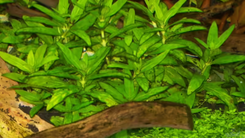 Staurogyne repens von Gunnar Otte (19)