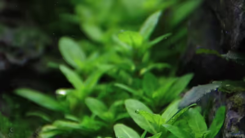 Staurogyne repens von LouFe (10)