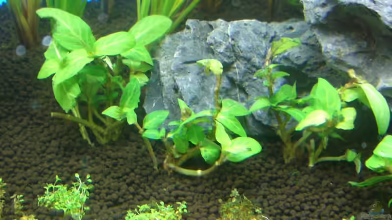 Staurogyne repens von marspi (5)