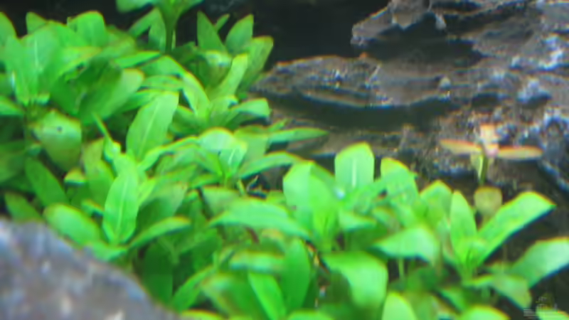 Staurogyne repens von Martin Slo. (6)