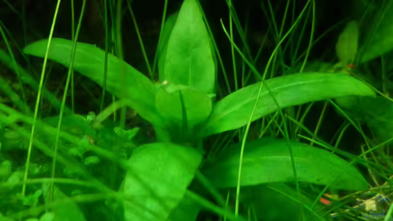 Staurogyne Repens von René L. (7)