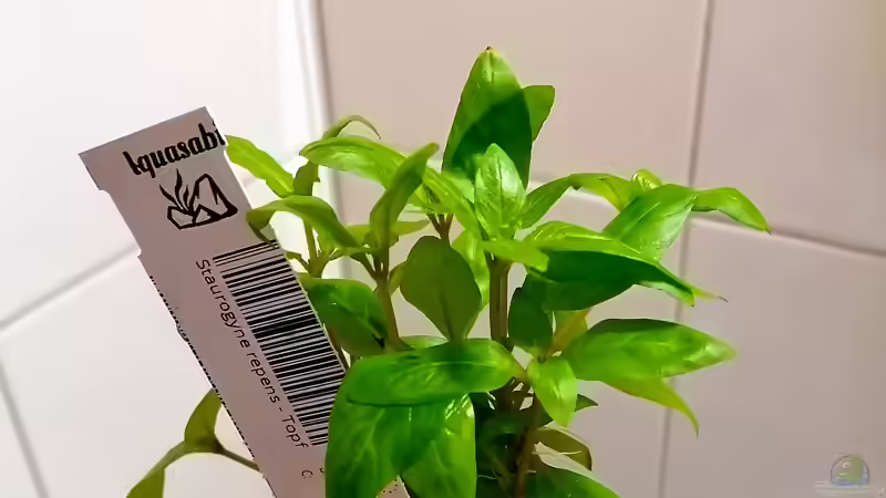 Staurogyne repens von Sarah_Schneider (16)