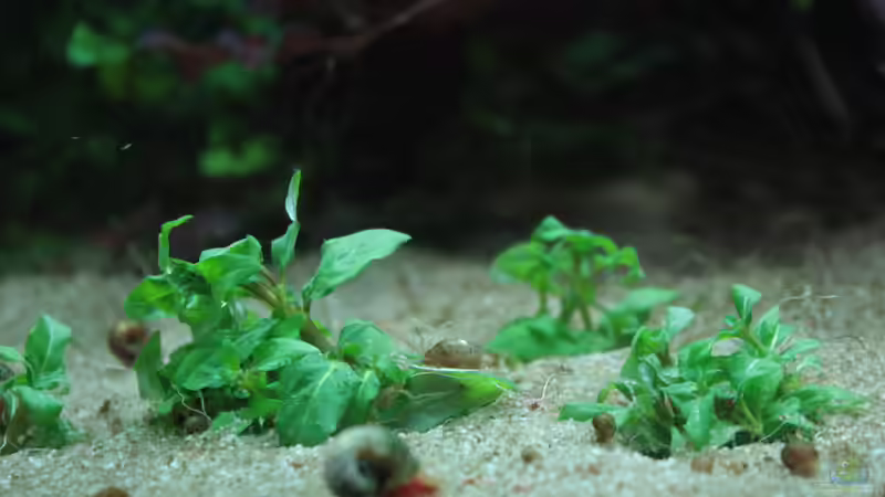 Staurogyne repens im Aquarium (Einrichtungsbeispiele mit Kriechende Staurogyne)