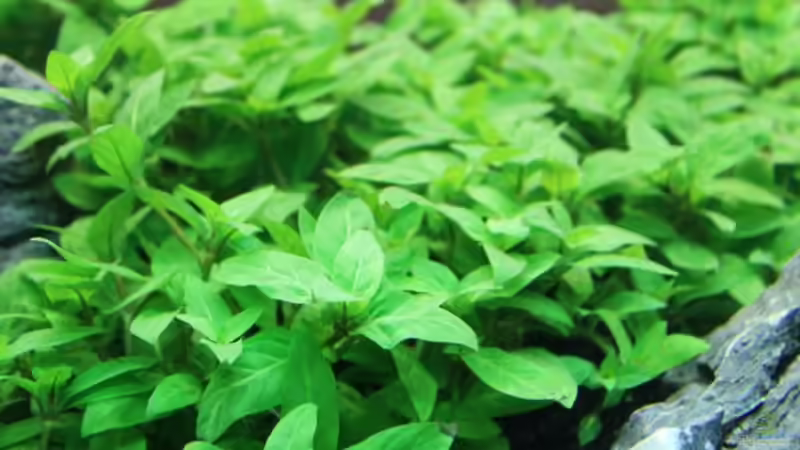 Staurogyne repens im Aquarium (Einrichtungsbeispiele mit Kriechende Staurogyne)