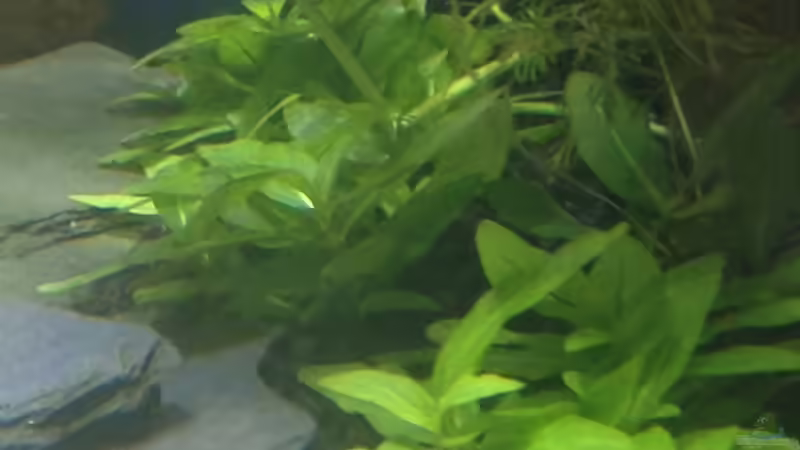 Staurogyne repens im Aquarium (Einrichtungsbeispiele mit Kriechende Staurogyne)