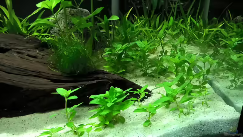 Staurogyne repens im Aquarium (Einrichtungsbeispiele mit Kriechende Staurogyne)