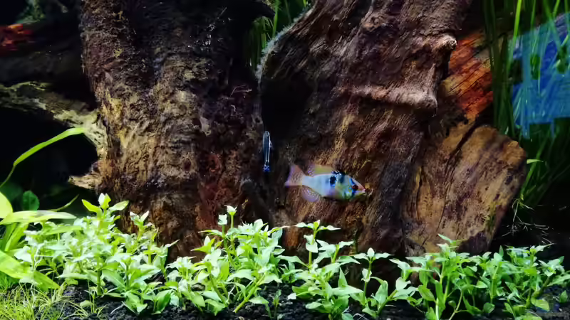 Staurogyne repens im Aquarium (Einrichtungsbeispiele mit Kriechende Staurogyne)
