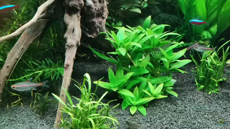 Staurogyne repens im Aquarium (Einrichtungsbeispiele mit Kriechende Staurogyne)