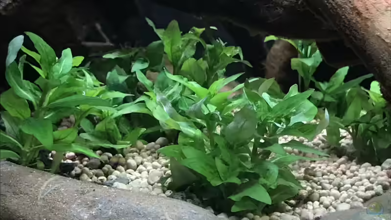 Staurogyne repens im Aquarium (Einrichtungsbeispiele mit Kriechende Staurogyne)