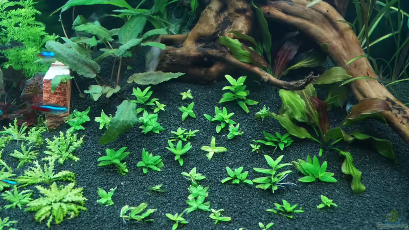 Staurogyne respens von Kevin K. (12)