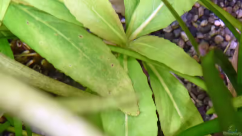 Staurogyne sp. Bihar (ist noch nicht lange im Becken) von Summse (14)