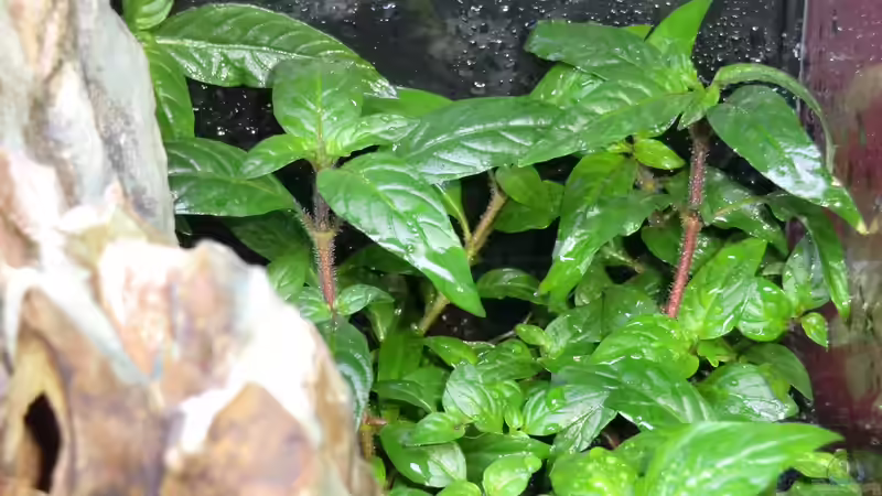 Staurogyne sp. Porto Velho nach 19 Tagen von K.S. (16)