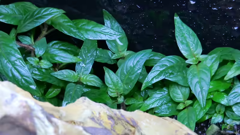 Staurogyne sp. Porto Velho nach 19 Tagen von K.S. (17)