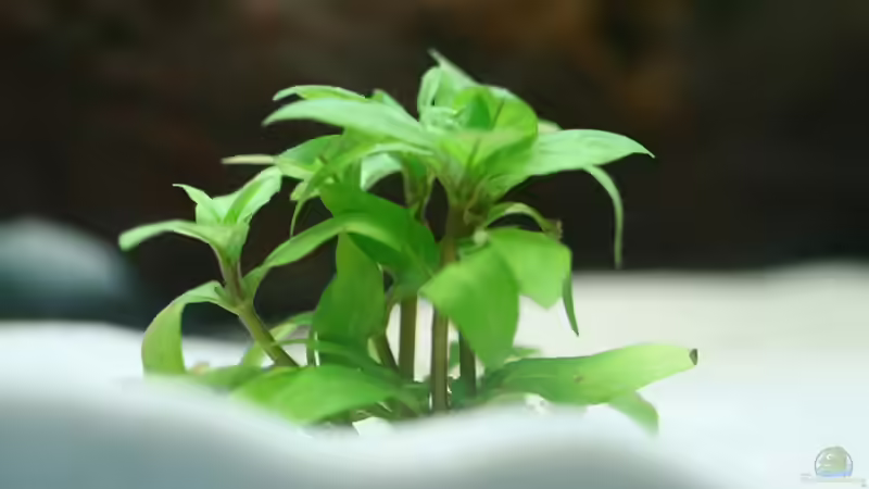 Staurogyne spec. Rio Cristalino von Hunterkoile (7)