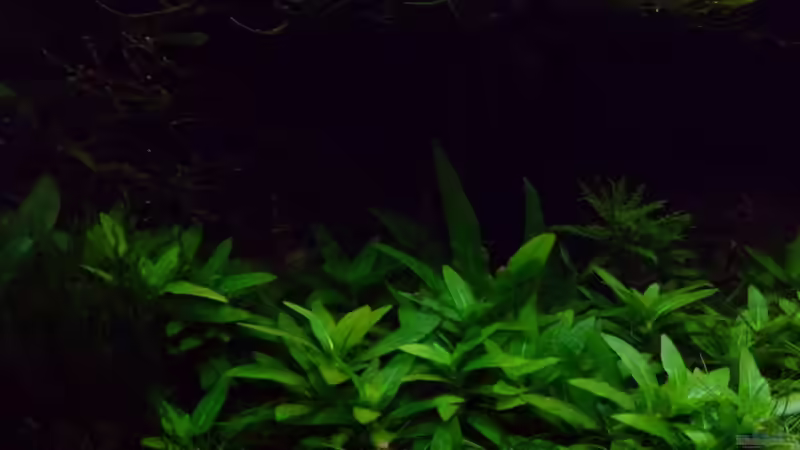 Staurogyne von Der Nicky (44)