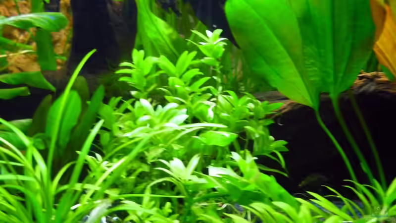 Stauroly spec. von Sabrina & Dirk Bergmann (26)