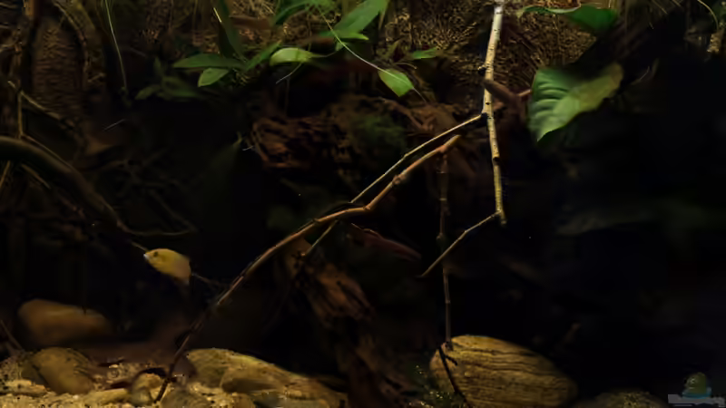 ??ste, Zweige, Kiesel und Laub bilden die Deko von die Perle... (17)