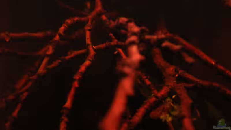 ??ste am 10.06.2013 von Südamerikafreak BK (50)