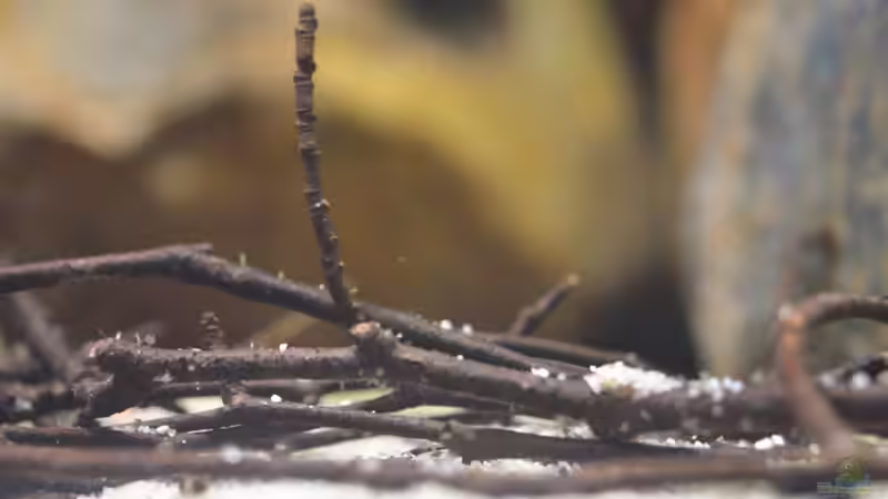 ??ste auf dem Boden von Didi (19)